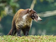Meet the Coati Animals in Costa Rica: Pizotes