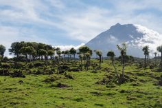 Wine, Culture & Adventure on Pico Island