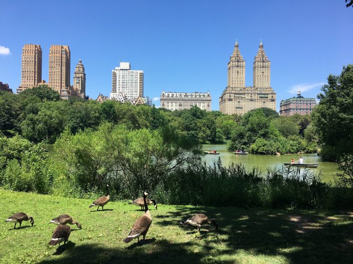 How to Find the Best Central Park Tour