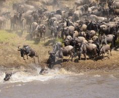 October in the Masai Mara