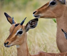 Pula! 5 natural changes with the arrival of the rains in Botswana