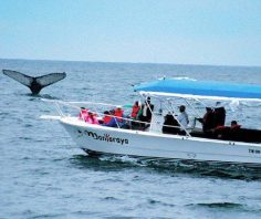 Want to whale watch? Try the Ecuadorian coast!