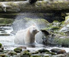 5 of the best places to see wildlife in Canada