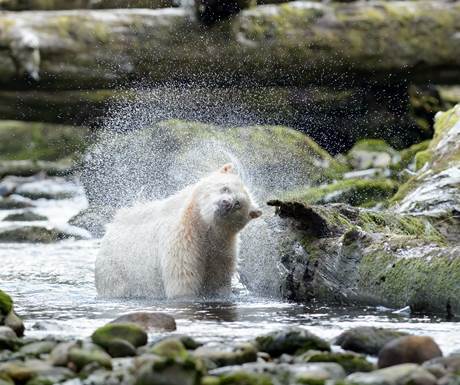 5 of the best places to see wildlife in Canada