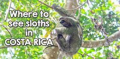 Find out the Best Places to See Sloths in Costa Rica