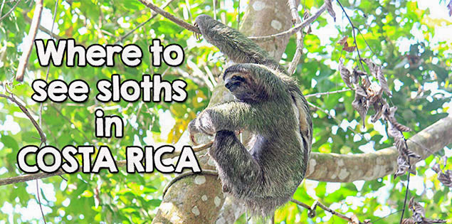 Find out the Best Places to See Sloths in Costa Rica