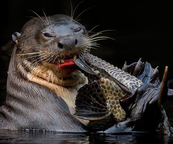 The revitalization of giant otters in Ecuador