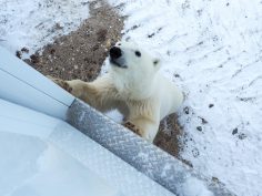 A Polar Bear Tour for Your Bucket List