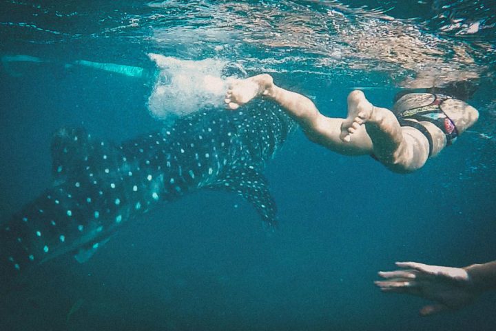 Swim with the Whale Sharks and Visit Tumalog Falls in Cebu, Philippines