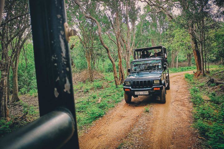 The Best Place to See the Elusive Leopard in Sri Lanka