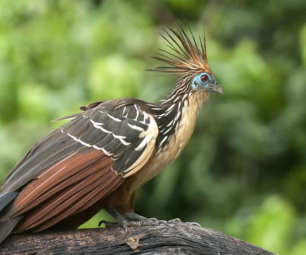 Discovering the Amazon in Peru