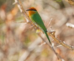 Birding in Zambia – A Luxury Travel Blog : A Luxury Travel Blog