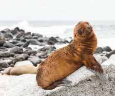 5 reasons to charter a private yacht for the best experience in the Galapagos