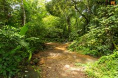 Spectacular Waterfall in the Deep Rainforest