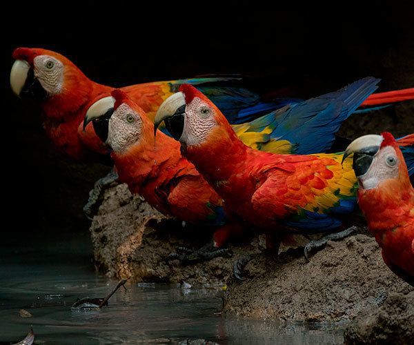 Amazonia: the paradise of nature photographers