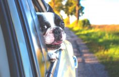 7 Safety Tips for Traveling with Dogs