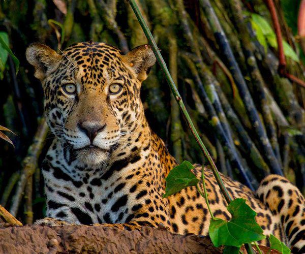 The best luxury wildlife lodges in Latin America