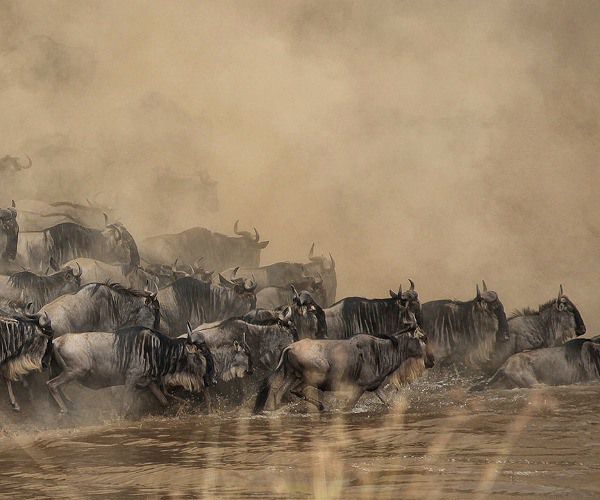 Photograph of the week: Wildebeest migration river crossing in the Masai Mara