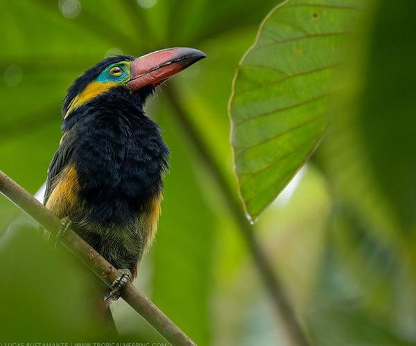 Want to unwind and destress? Try the Ecuadorian Amazon jungle!