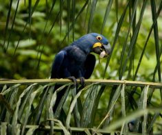 Discover the top 3 biomes for safaris in Brazil