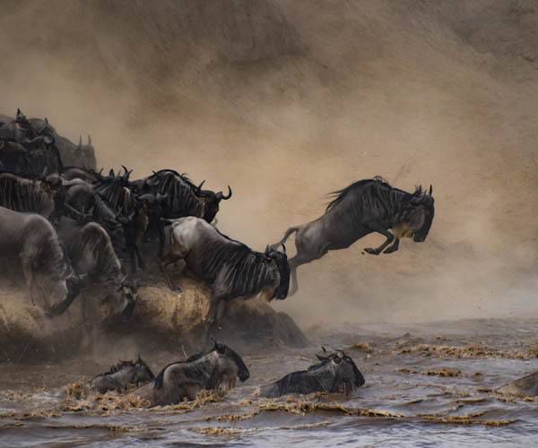 Everything you need to know about the Serengeti Great Wildebeest Migration