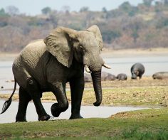 Malawi safaris – an overview