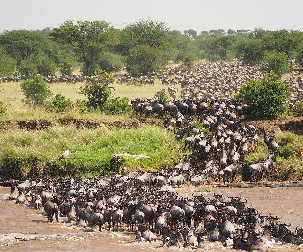 What makes the Great Wildebeest Migration so great