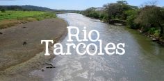 A Wild Stop At Tarcoles River