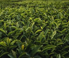 The perfect cup of Japanese green tea