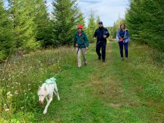 Husky Trekking with Spruce Island Husky