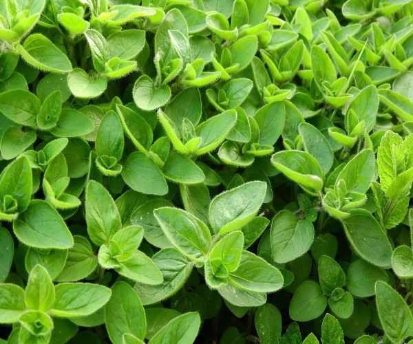 5 healthy Greek herbs to include in your diet