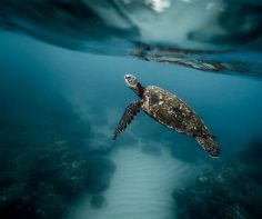 10 animals that you will only find in the Galapagos