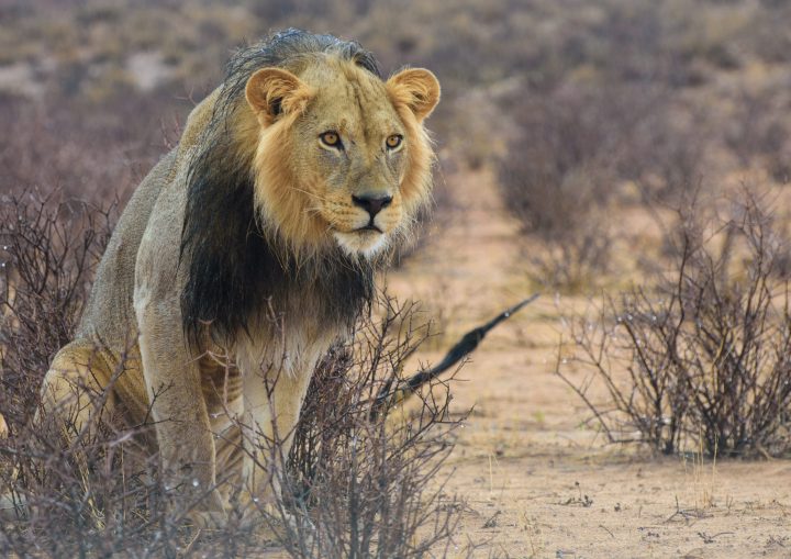 10 Wildlife Destinations to See ‘Big Cats’ in Natural Habitats