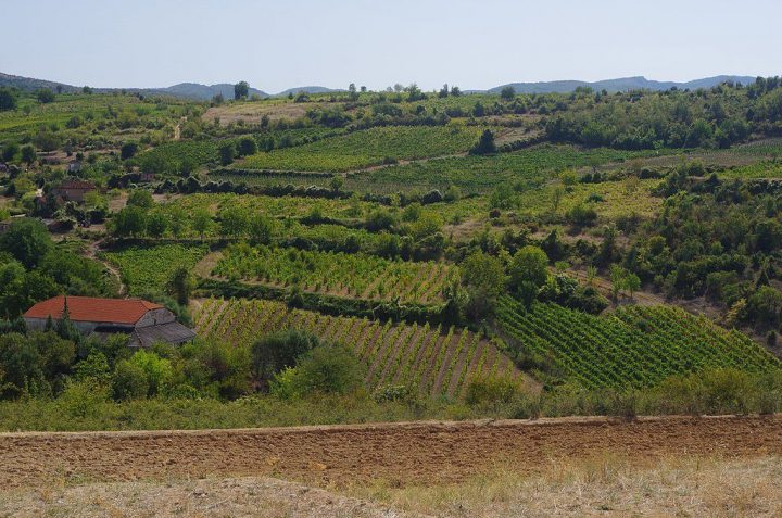 All You Need To Know About Macedonian Wine