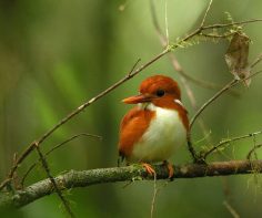 Madagascar – a birder’s paradise