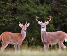 How the red deer brought the Wild West to New Zealand