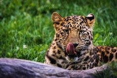 San Diego Zoo Discount Tickets – Cheapest Prices In 2020