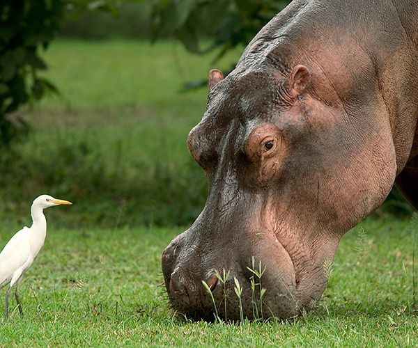 Malawi’s wildlife success story – A Luxury Travel Blog : A Luxury Travel Blog