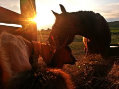 Golden Valley, An Istrian Nature Retreat Away From The Hustle