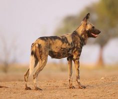 The best places to see wild dogs in Africa