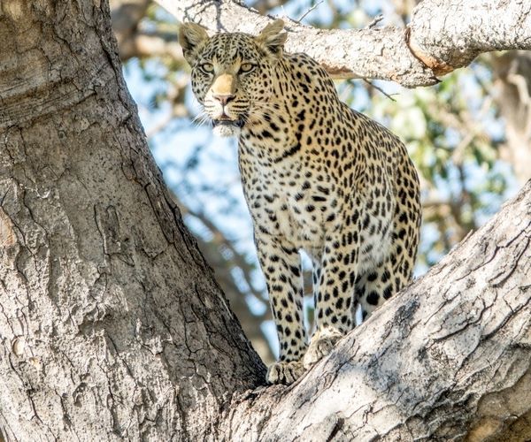 5 reasons to visit Botswana in 2021