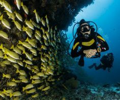 COVID-19 coronavirus: Where in the world can you scuba dive?