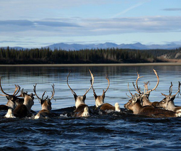 Where caribou outnumber people – A Luxury Travel Blog : A Luxury Travel Blog