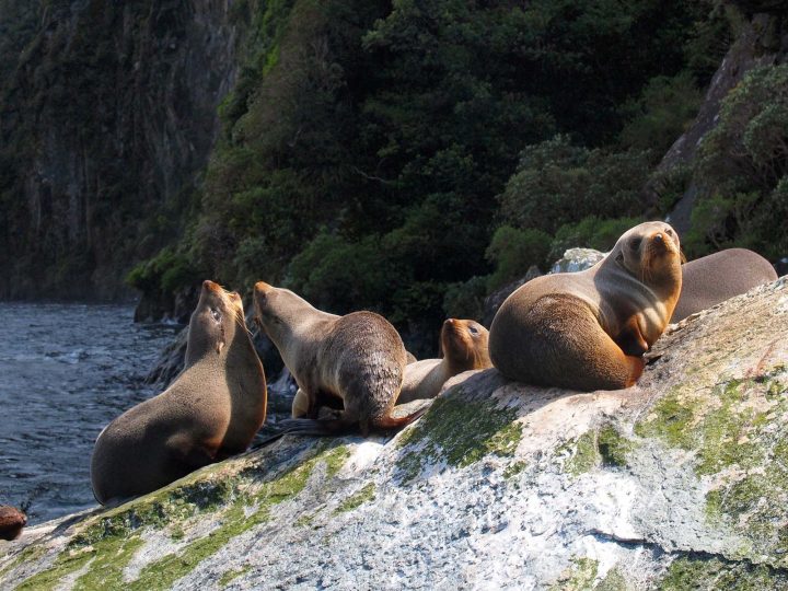 8 Unique (and Ethical) Wildlife Encounters to Have in New Zealand