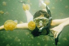 A Guide to Swimming in Palau’s Freshwater Jellyfish Lake