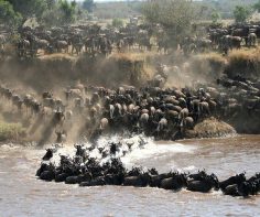 Stages of the Great Wildebeest Migration