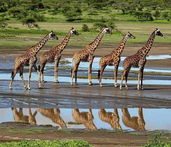 Photograph of the week: Social distancing in the giraffe world