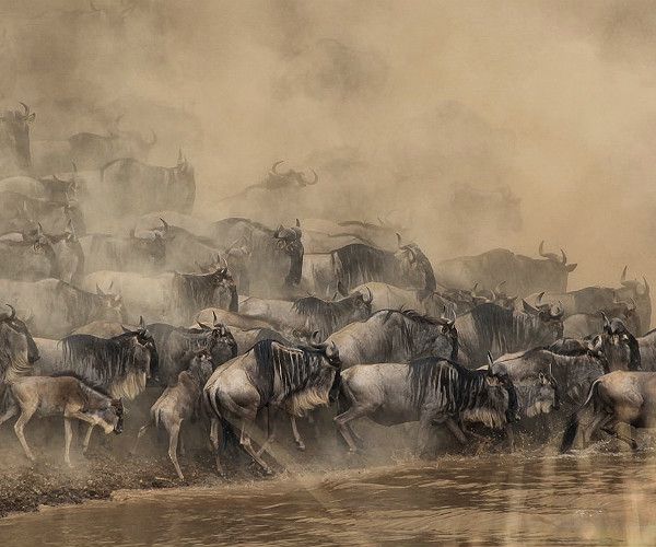 12 terrific truths about The Great Wildebeest Migration