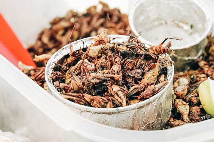 25 Insects People Eat Around the World