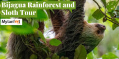 Guanacaste Rainforest Sloth Tour: Best Day Excursion to Experience the Tropical Rainforest from the Beach